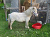Beautiful few spot mare