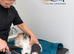 Cat Grooming In Swindon