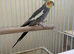 Cocktail parrot