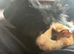 Guinea pigs free to a loving home.
