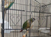 pair of 2025 green cheeked conures