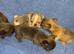 French bulldog pups