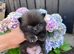 Stunning Tiny Pomchi’s