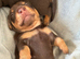 Beautiful Dachshund Puppies