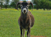 2 rams