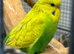 Budgies x10