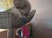 Pedigree blue and lilac British shorthair
