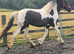 Child best friend 2yr filly to make 14.1