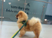 KC registered chow chow for sale