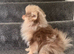 Chocolate and tan merl male