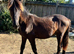 Welsh cob Colt