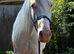 Connemara x Appaloosa