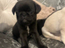 Pug Puppies due 9th September