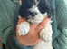 Maltipoo puppies