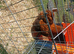 Chickens