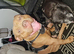 Pocket bully for rehome