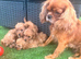 Four cavapoos
