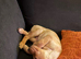 Labrador