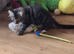 Tabby fluffy Kitten