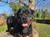 ROTTWEILER FOR STUD