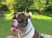 Gorgeous 2 year old female pocket bully