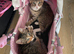 2 tabby kittens