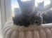 Beautiful fluffy mixed kittens