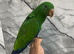 Friendly Baby Male HandReared Super Tame Cuddly Eclectus Parrot,15