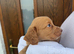 Cocker spaniel puppies