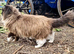 Adult male ragdoll