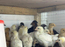 4week old chicks mixed breed