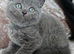 3 pedigree British blue shorthairs kittens
