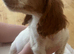 4 beautiful cockerspaniel puppies for sale