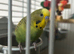 Hand reared budgies . X13