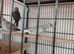 Diamond doves for sale
