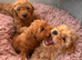 Toy poodle boys ready for forever homes