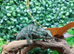 Red Ambilobe Panther Chameleons at Birmingham Reptiles