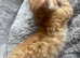 Gorgeous 8 week old kittens