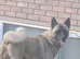 4 year old male akita