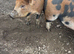 Berkshire Tamworth cross pigs