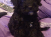Female Cavapoo Puppy