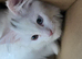 Female kitten