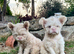Curly coat pink floodles