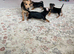 Beautiful smooth small black & tan Jack Russell puppies