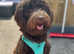 Chocolate Standard Multigenerational Labradoodle