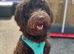 Multigen Labradoodle Puppies &ndash; Waiting List Now Open!