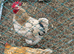 Jersey Giant x Warren Brown Chicks