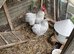 Lavender Pekin bantams