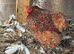 Millefleur Pekin bantam chickens