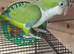Male quaker